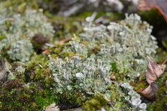 Cladonia pyxidata