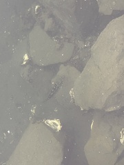 Paralabrax clathratus