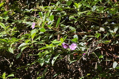 Melastomeae