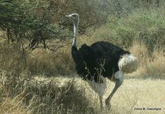 Struthio molybdophanes