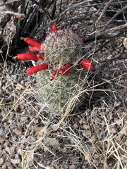 Mammillaria grahamii