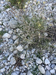 Echium vulgare pustulatum