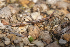 Proscopiidae