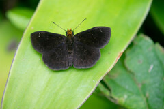 Carcharodini