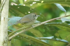 Dysithamnus mentalis