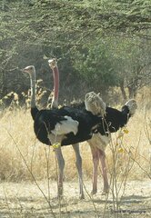 Struthio molybdophanes