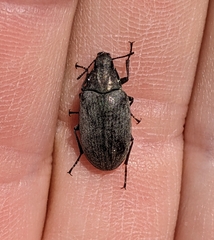 Bothrotes canaliculatus