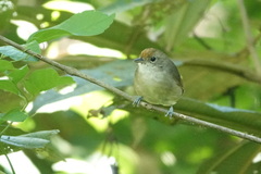 Dysithamnus mentalis