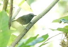 Dysithamnus mentalis