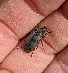 Bothrotes canaliculatus