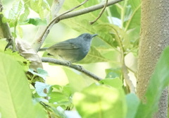 Dysithamnus mentalis