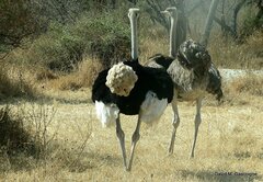 Struthio molybdophanes