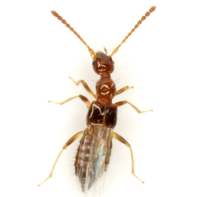 Apocellus