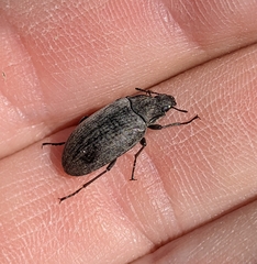 Bothrotes canaliculatus