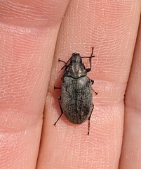 Bothrotes canaliculatus