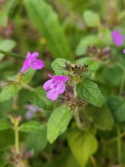 Clinopodium vulgare