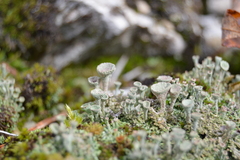 Cladonia pyxidata