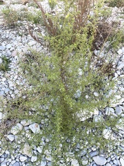 Dittrichia graveolens