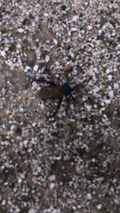 Pachylis neocalifornicus