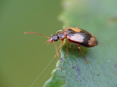 Lebia fuscata