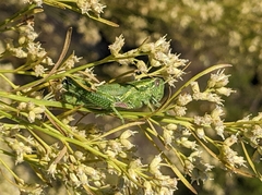 Campylacantha olivacea