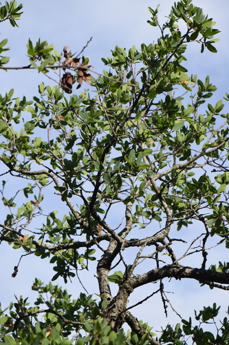 Quercus porphyrogenita