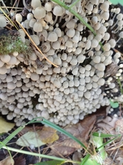 Coprinellus disseminatus