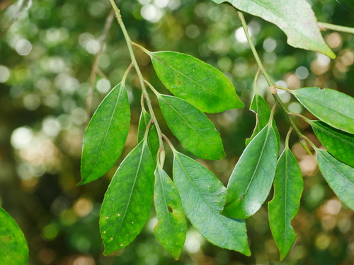 Image of Cleyera Longicarpa (Cleyera longicarpa) by (c) Jacy Chen, some rights reserved (CC BY)