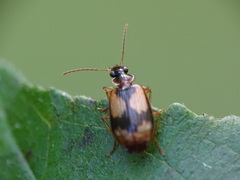 Lebia fuscata