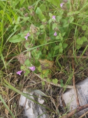 Clinopodium vulgare