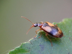 Lebia fuscata