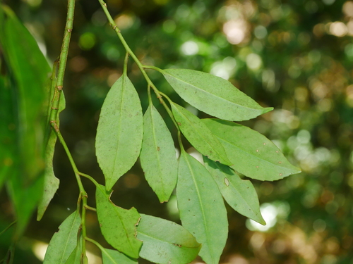 Image of Cleyera Longicarpa (Cleyera longicarpa) by (c) Jacy Chen, some rights reserved (CC BY)