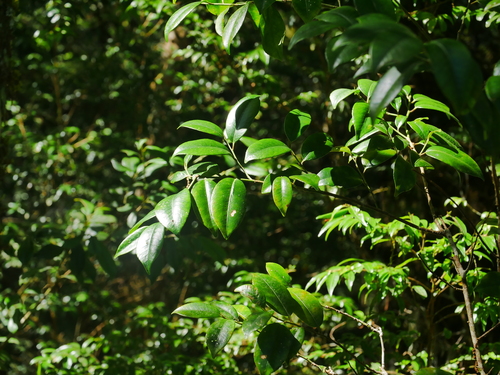 Image of Cleyera Longicarpa (Cleyera longicarpa) by (c) Jacy Chen, some rights reserved (CC BY)