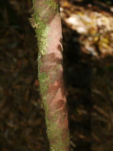 Image of Cleyera Longicarpa (Cleyera longicarpa) by (c) Jacy Chen, some rights reserved (CC BY)