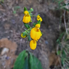 Calceolaria corymbosa