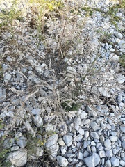 Echium vulgare pustulatum