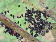 Parawixia bistriata