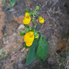 Calceolaria corymbosa
