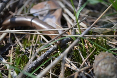 Anguis colchica