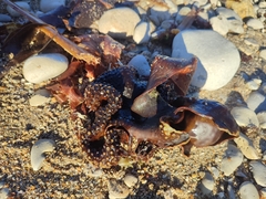 Saccorhiza polyschides