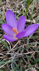 Crocus serotinus