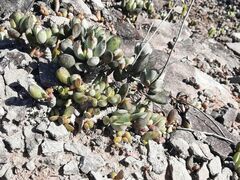 Adromischus