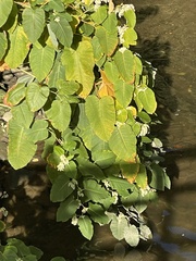 Reynoutria sachalinensis