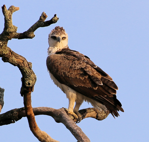 Martial Eagle