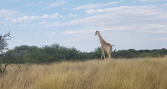 Giraffa camelopardalis giraffa