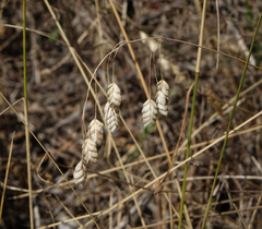 Bromus briziformis