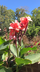 Canna × generalis