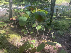 Viburnum lantanoides image