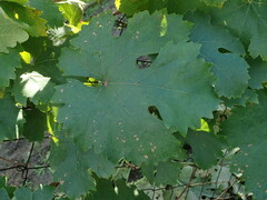 Phyllosticta ampelicida