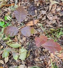 Toxicodendron pubescens
